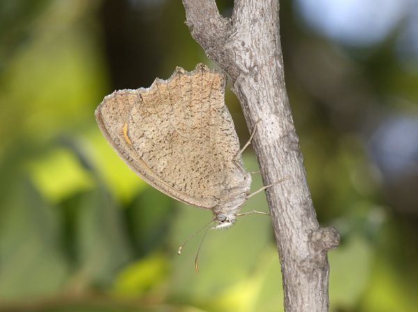 Maniola lupina