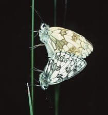 Melanargia galathea