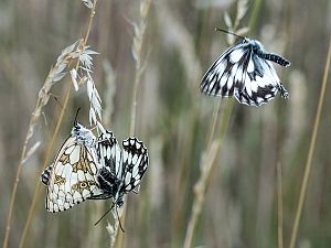 Melanargia galathea