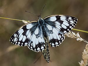 Melanargia galathea