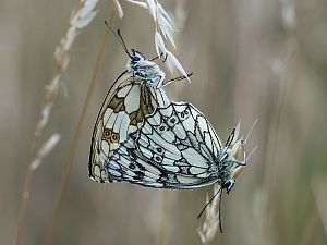 Melanargia galathea