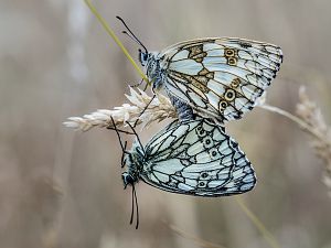 Melanargia galathea