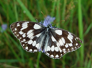 Melanargia galathea