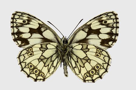 Melanargia galathea