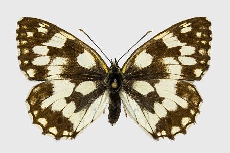 Melanargia galathea