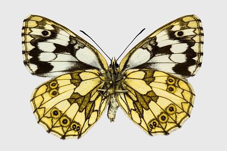 Melanargia galathea