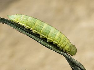 Melanargia galathea