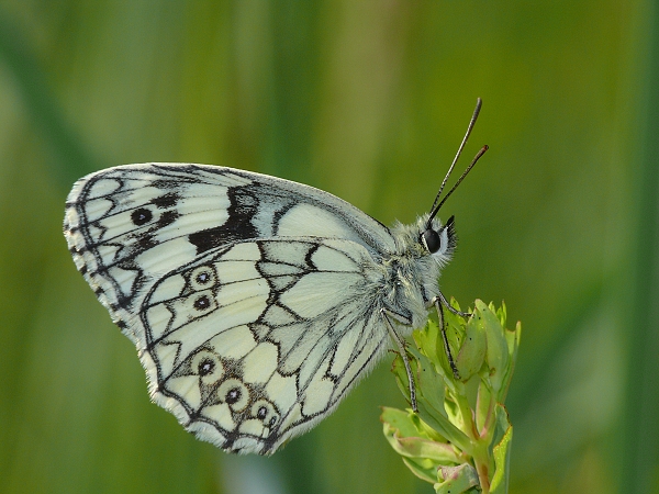 Melanargia galathea