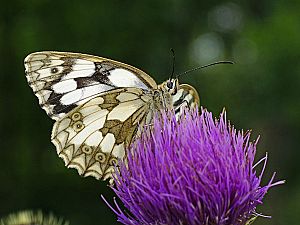 Melanargia galathea