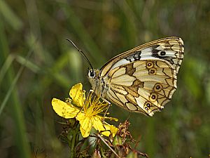 Melanargia galathea