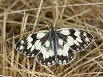 Melanargia galathea