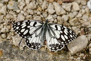 Melanargia ines