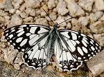 Melanargia ines