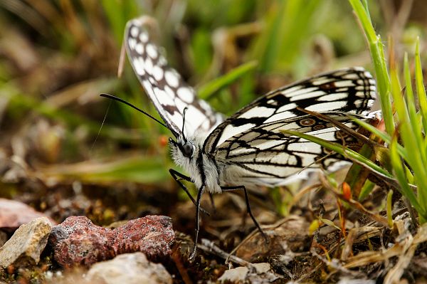 Melanargia ines