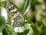 Melanargia larissa