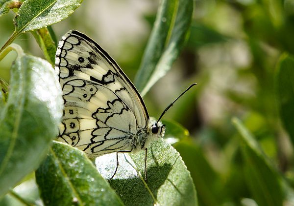 Melanargia larissa