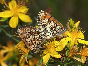 Melitaea athalia