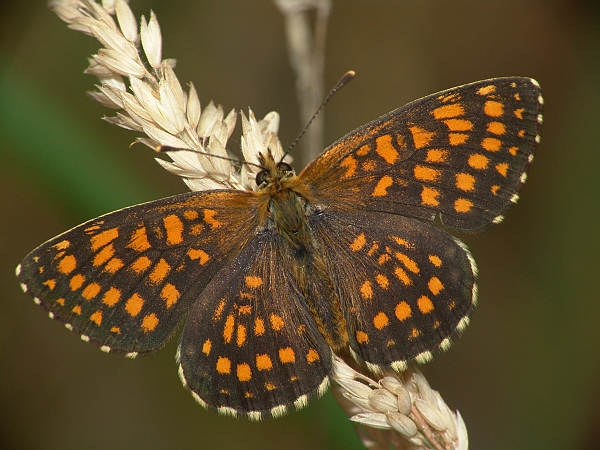 Melitaea athalia