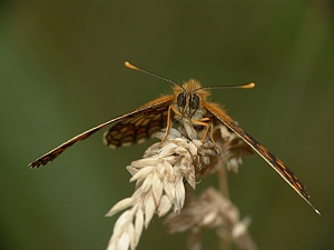 Melitaea athalia