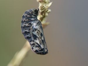 Melitaea athalia