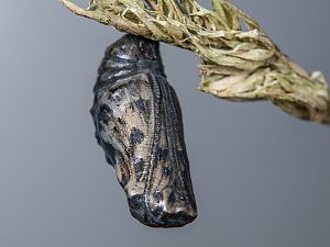 Melitaea athalia