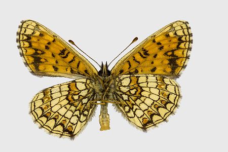 Melitaea athalia