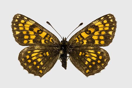 Melitaea athalia