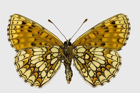 Melitaea athalia