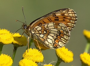 Melitaea athalia