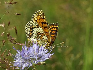 Melitaea athalia