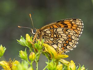 Melitaea athalia