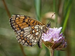 Melitaea athalia