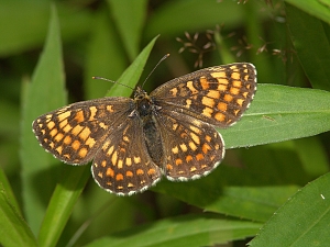 Melitaea athalia