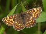 Melitaea athalia