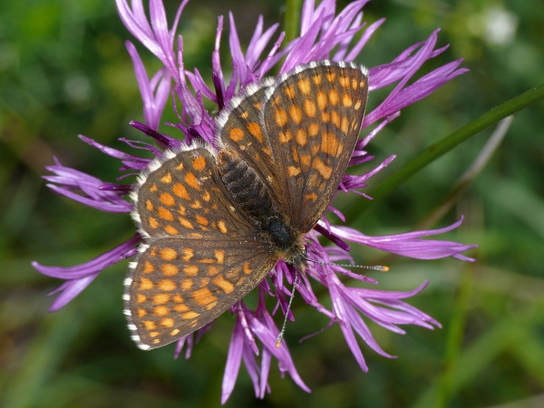 Melitaea britomartis