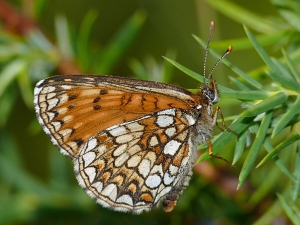 Melitaea britomartis