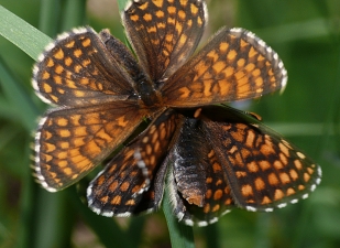 Melitaea britomartis