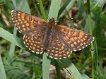 Melitaea britomartis