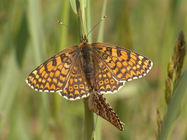 Melitaea cinxia