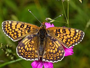 Melitaea cinxia