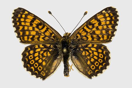 Melitaea cinxia