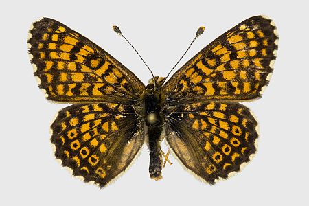 Melitaea cinxia