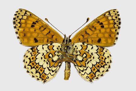 Melitaea cinxia