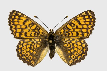 Melitaea cinxia