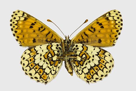 Melitaea cinxia