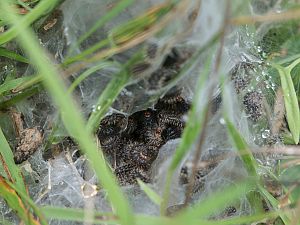 Melitaea cinxia