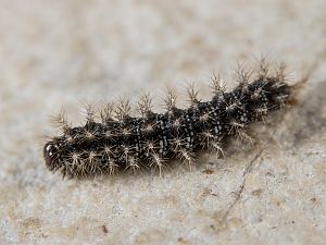 Melitaea cinxia