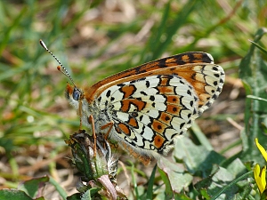 Melitaea cinxia