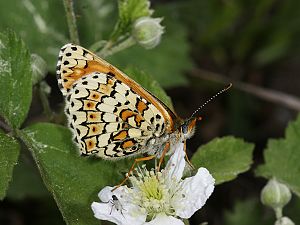 Melitaea cinxia