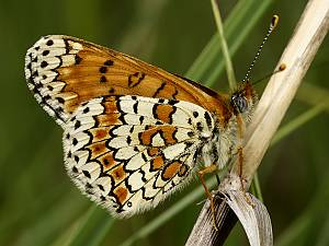 Melitaea cinxia